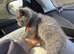 READY NOW British Shorthair Female BEAUTIFUL