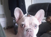 Champagne & merl French bulldog