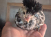 13 Unsexed Polish Chicks