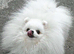 SNOW WIHTE POMERANIAN FOR SALE