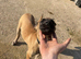 Belgian malinois