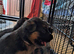 Gorgeous pedigree German Shepherd Puppies
