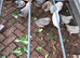 Pekin Bantam and Cream Legbars