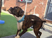 6 Month Old Brindle Male Boxer
