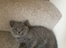 Pedigree british shorthairs