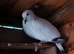 Ice pigeons for sale