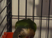 Baby conures