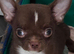 Adorable chihuahua puppies ready for there forever home