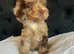 F1 cockapoo puppies