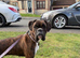 1 KC BOXER BRINDLE GIRL LEFT