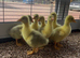 Embden goslings for sale