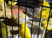 Fancy canary