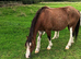 Section A Mare 7 year old