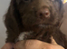 English springer spaniel crossed labradoodle