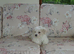 Beautiful Bichon Frise Puppy