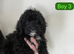 Cavapoo