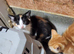 Beautiful kitten now available again