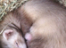 part angora ferret kits