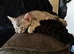 Stunning kittens for sale!