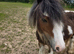 Beautiful Yearling gelding