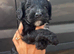 Last 4 beautiful cockapoo puppies