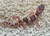 Bargain leopard gecko babies