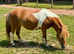 A Lovely Standard Shetland