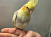 Hand reared cockatiels &pound;250 each