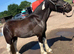 13.3hh Cob x American Paint
