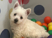 Adorable west highland terrier puppy