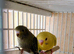 Bw/ bf budgies