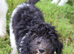 Stunning Litter of Parti F1b Labradoodles &ndash; Ready for their forever homes: Health Screened Parents