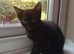 4 kittens looking for a Home
