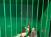 5 Young Fife Canaries