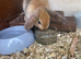 Baby boy bunnies still available