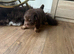 Stunning choc and tan bear coat shar pie