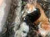 MIxed Breed Kittens