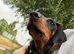 Male Doberman kc reg for sale in tact
