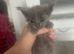 Maine coon kittens