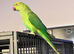 Stunning young Indian ringnick parrot