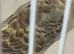 CINNAMON WINGS HEN RING NUMBER 26 BLACK RING 2025 Bred