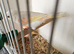 Dimorphic canaries pair