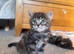4 adorable fluffy ragdoll cross kittens