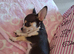 CHIHUAHUA PUPPY MALE TINY