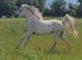 Smashing Arabian gelding