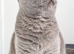 Two Beautiful British Shorthair Kittens