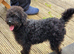 labradoodle puppy small miniature f1b girl