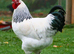 Light Sussex hatching eggs