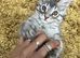 Maine Coone kittens