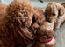 Beautiful 2 Toy Poodles